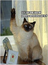antelaba.jpg