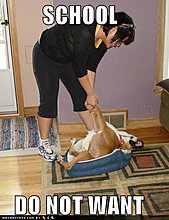 funny-dog-pictures-stays-bed.jpg