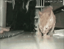 gtfodogp1.gif