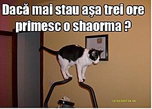 poze-amuzate-poza-amuzanta-pisica-face-echilibristica-pentru-primi-o-shaorma.jpg