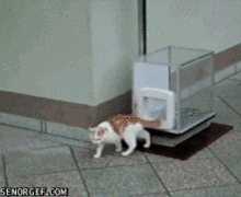 anelevatorforcatsp1.gif