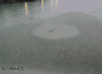5465.gif