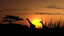 afrika02.jpg