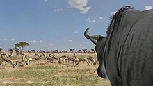 afrika_3.jpg