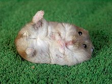 hamster.jpg