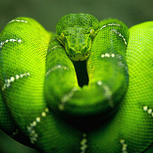 the_new_ipad_wallpaper_2048x2048_snake.jpg