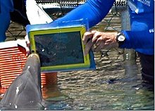 500x_custom_1284125352748_appleipaddolphinfriendlygadget0_thumb.jpg