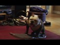 Skateboarding dog plays video game